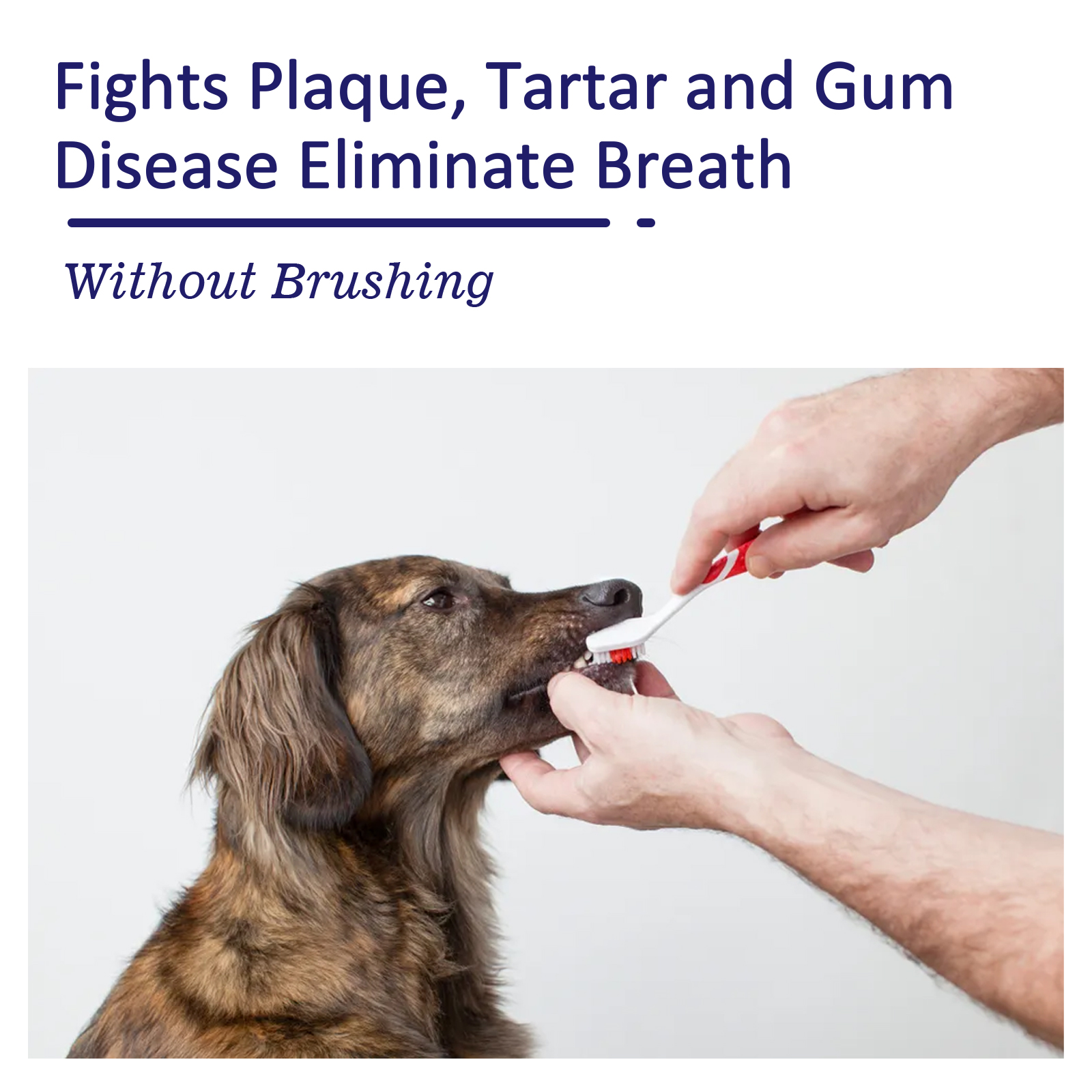 Pet Toothpaste Reduce Tartar R - Teeth Whitening Cream のレビューと価格