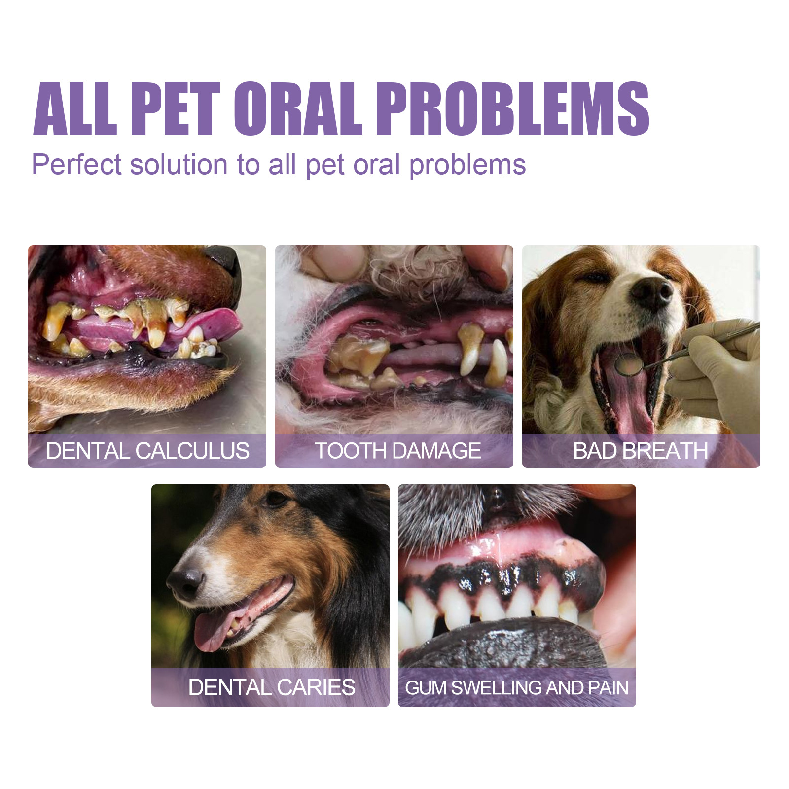 Pet Oral Repair Gel Puppy Tart - Teeth Whitening With Hydrogen Peroxide のレビューと価格